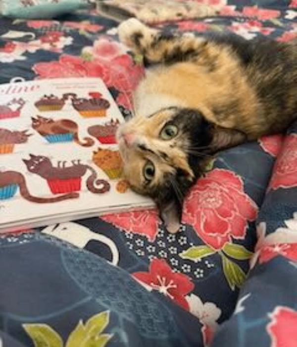 Enlarge Peaches, a Adoptable Domestic Short Hair in Marietta, GA image 4/6