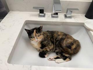 Enlarge Peaches, a Adoptable Domestic Short Hair in Marietta, GA image 5/6