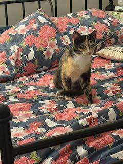 Enlarge Peaches, a Adoptable Domestic Short Hair in Marietta, GA image 6/6