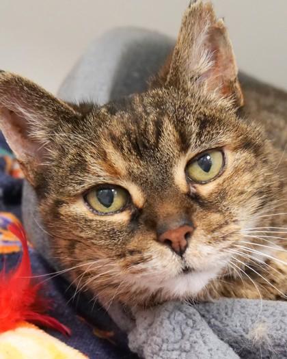 Matilda (in foster) — thumbnail 2