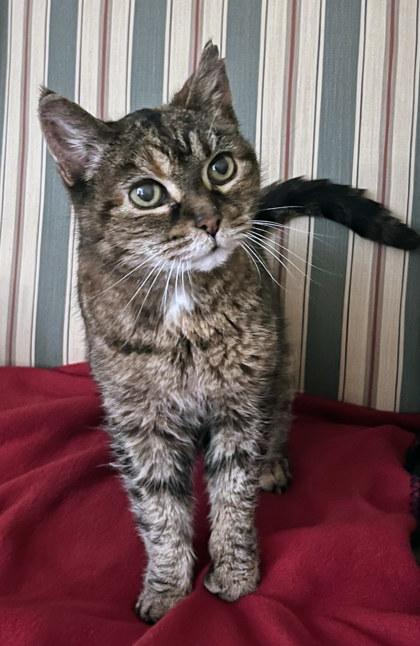 Matilda (in foster) — thumbnail 3