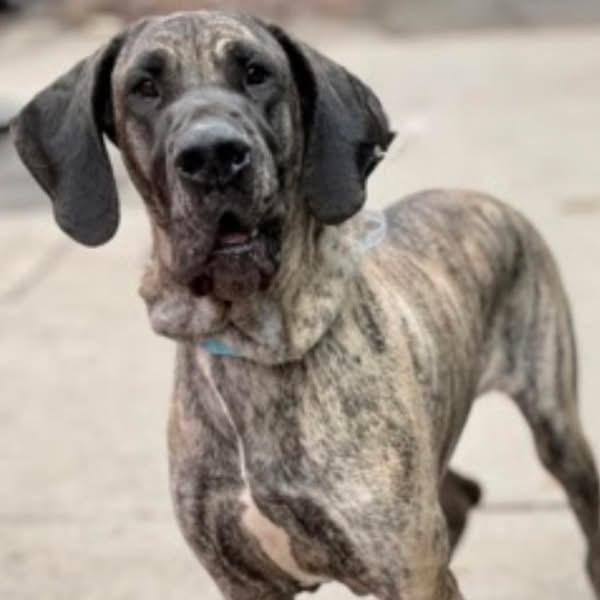 Enlarge MaryJane, a ADOPTABLE Great Dane in Fairfield , CT image 3/3