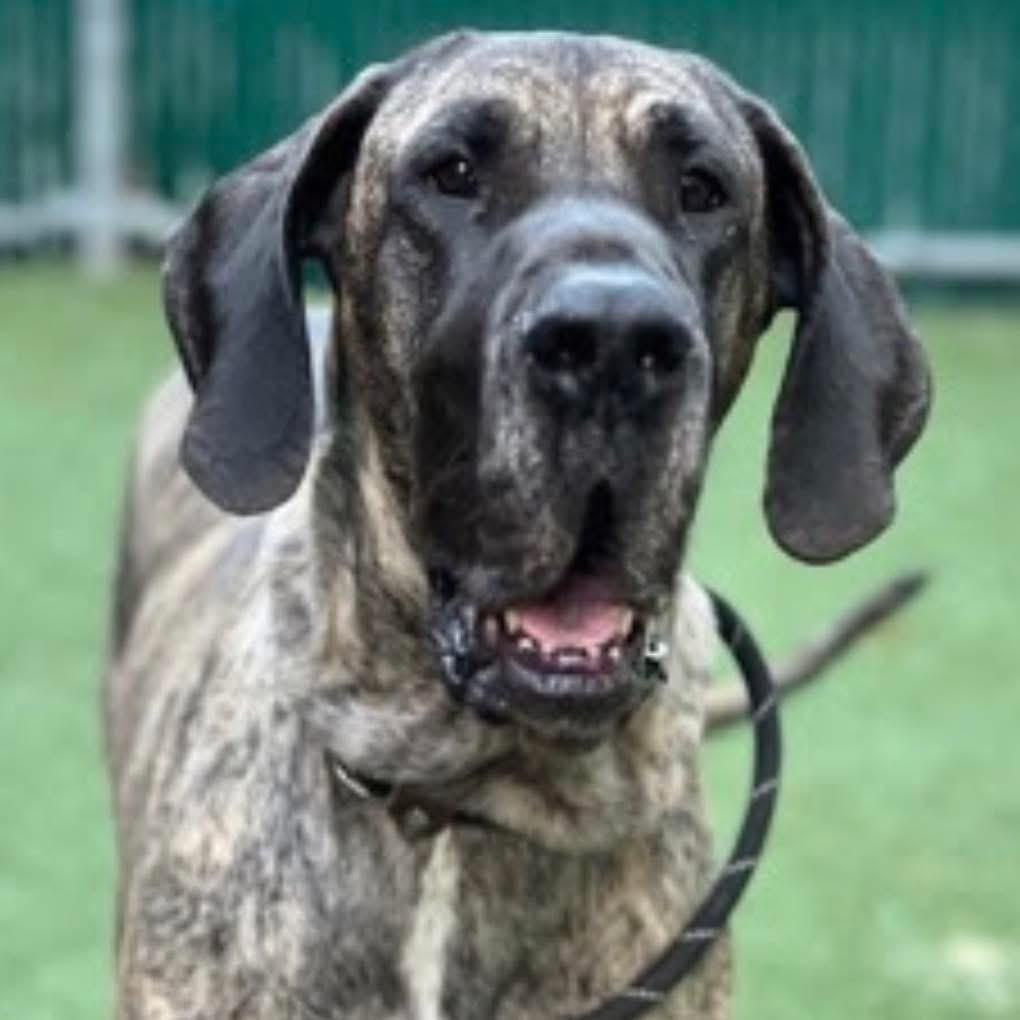 MaryJane, ADOPTABLE, Adult Female Great Dane.