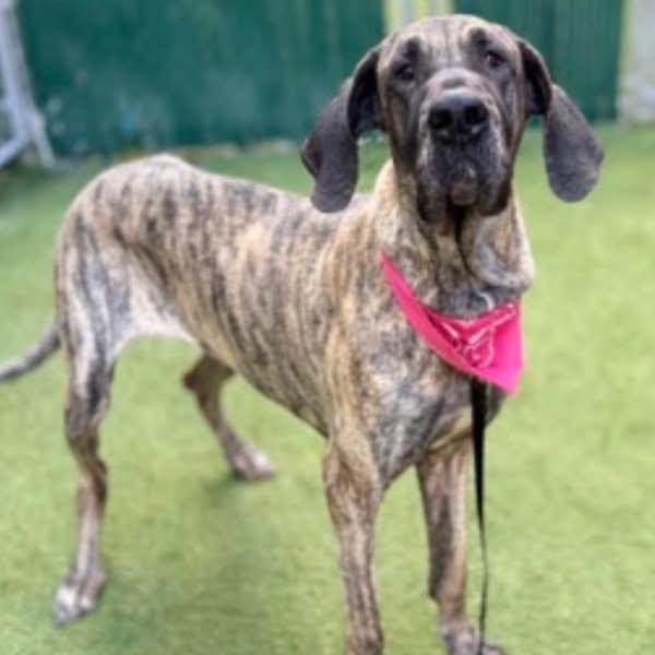 Enlarge MaryJane, a ADOPTABLE Great Dane in Fairfield , CT image 2/3