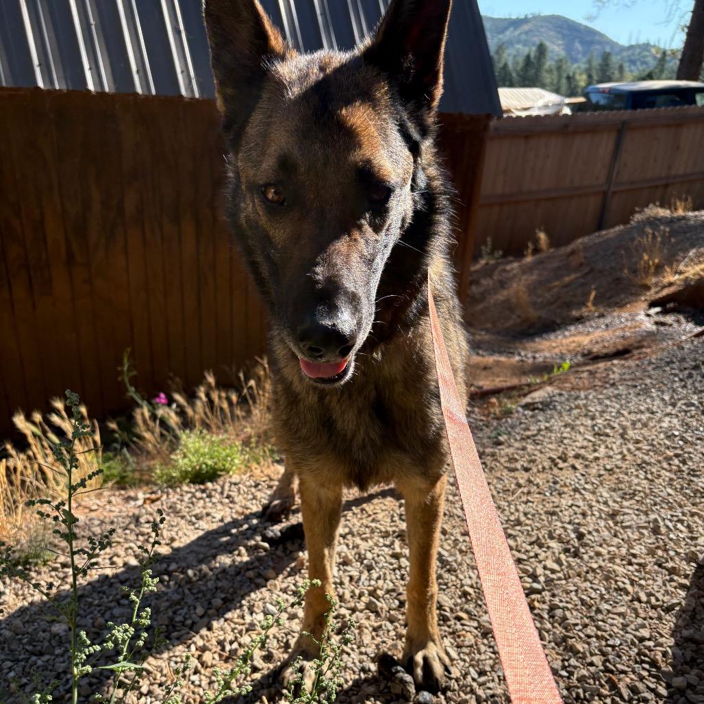 Daisy, Adoptable, Adult Female Belgian Shepherd / Malinois.