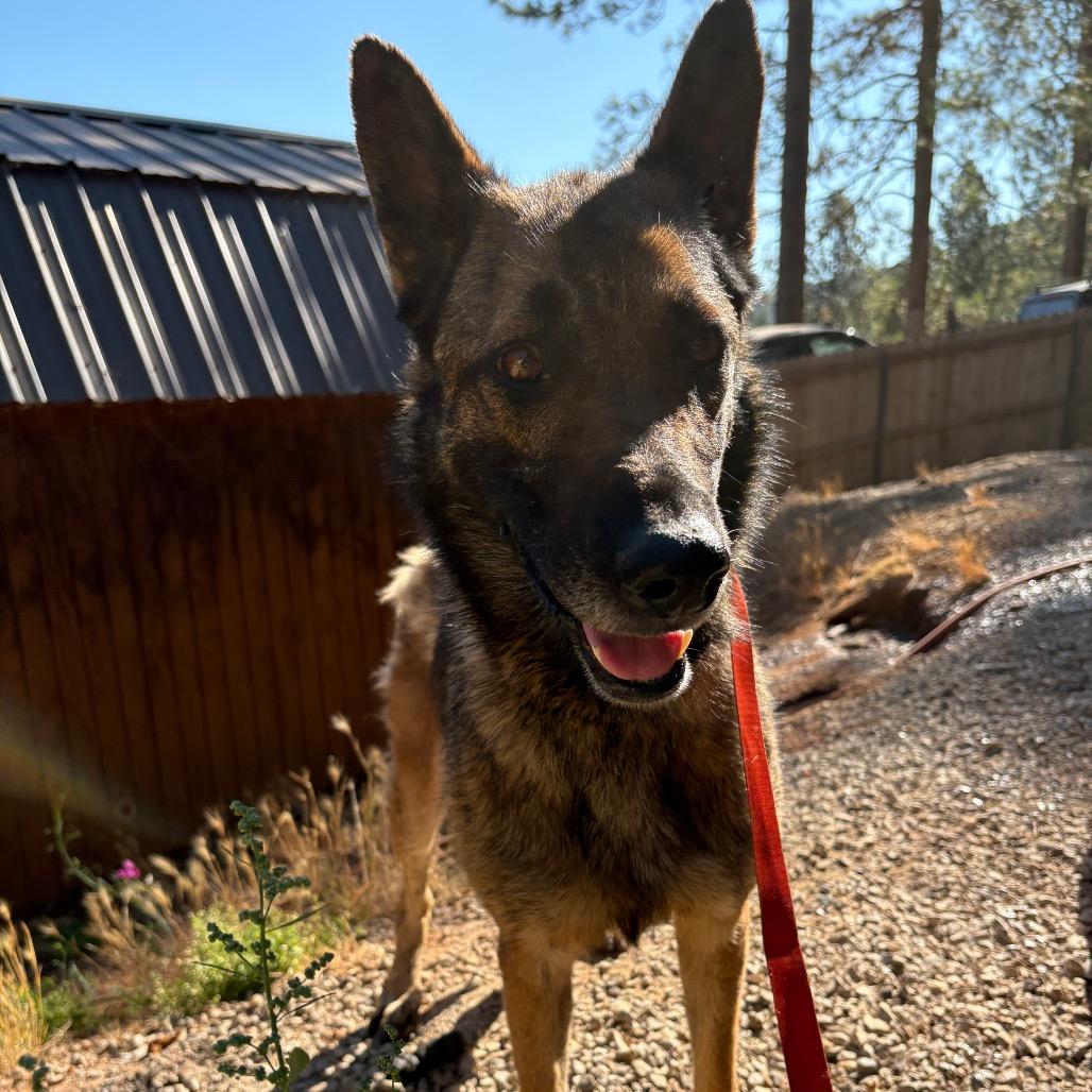 Daisy, a Adoptable Belgian Shepherd / Malinois in Oakland, CA image 2/2