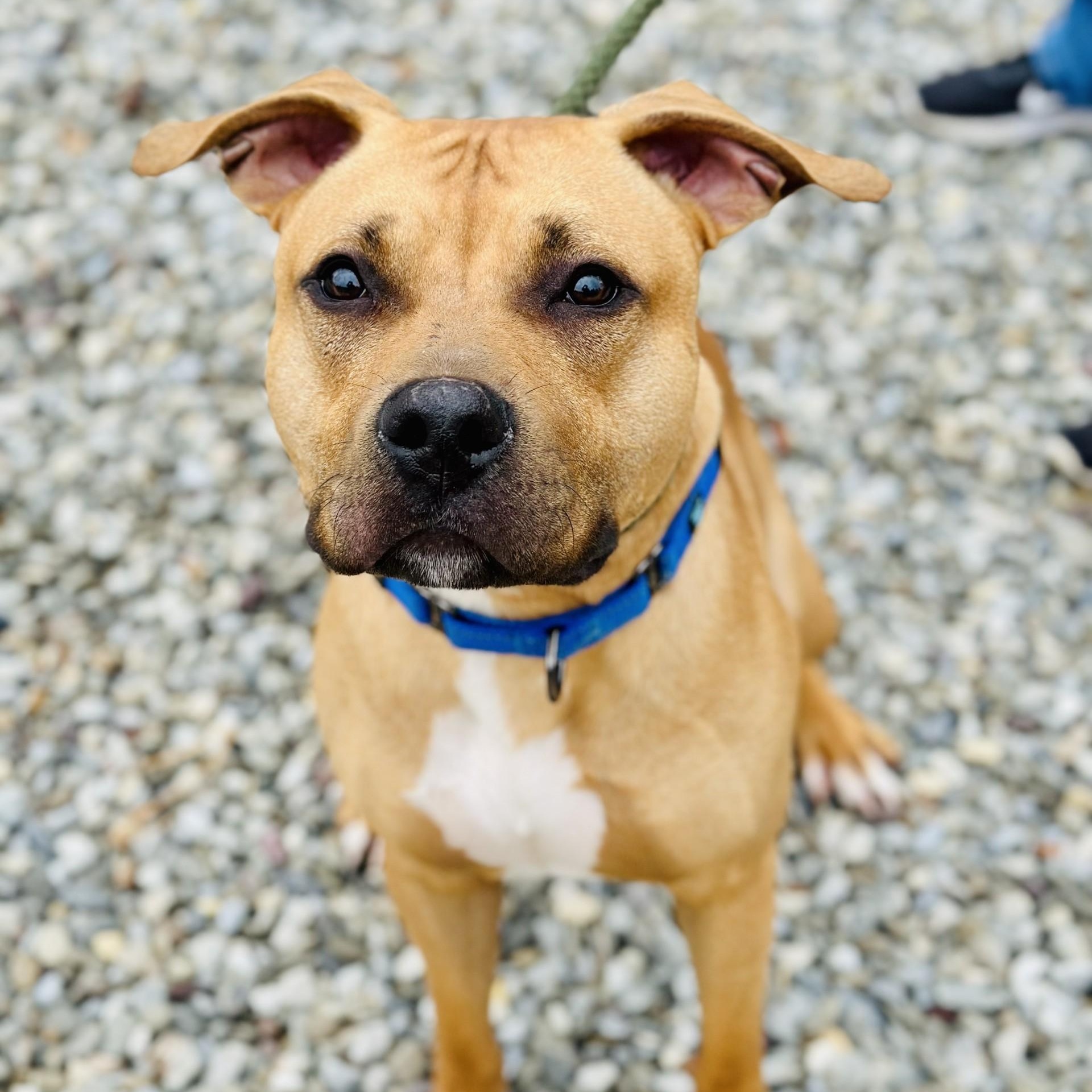 Rocky, Adoptable, Young Male American Bully.