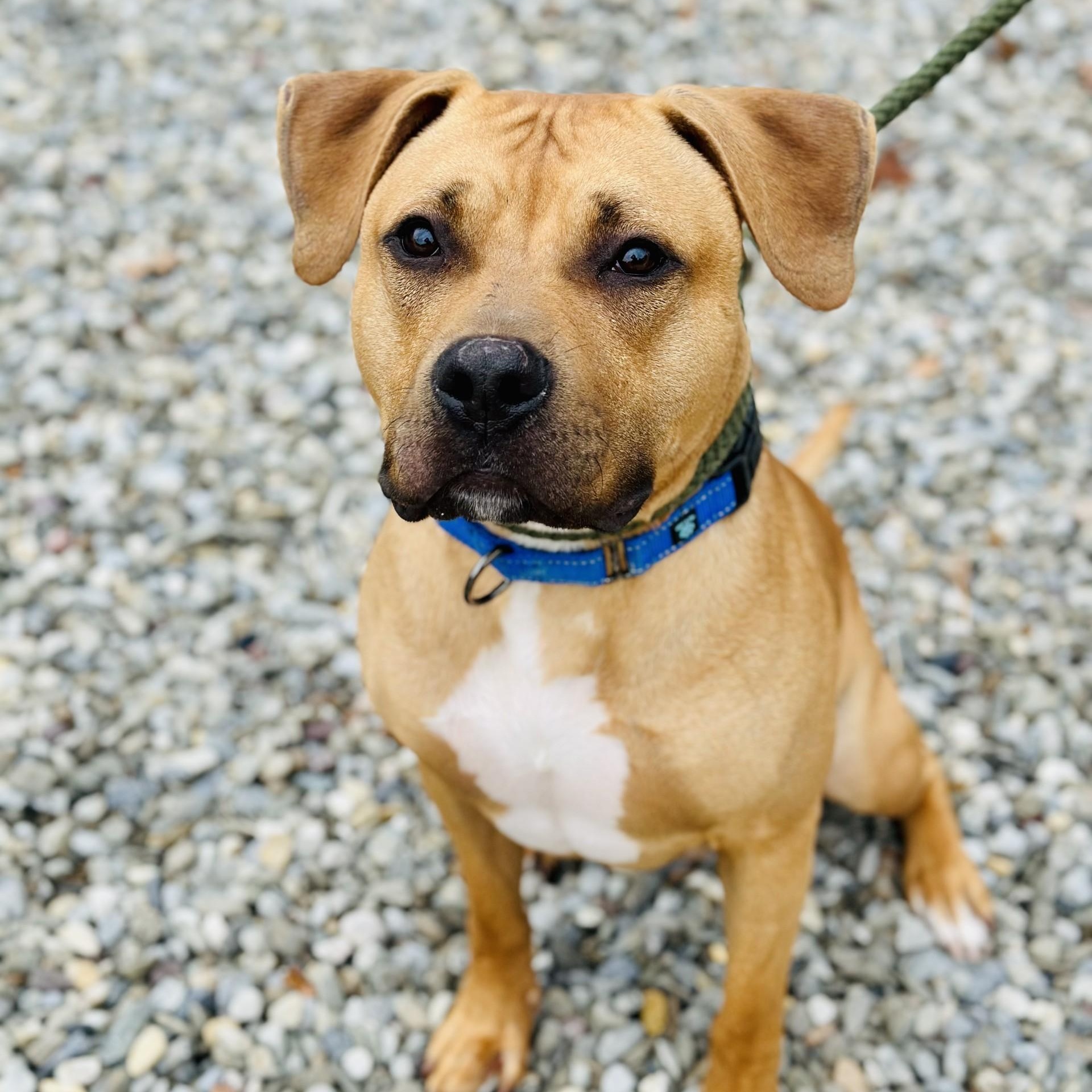 Rocky, a Adoptable American Bully in Jackson, NJ image 2/2
