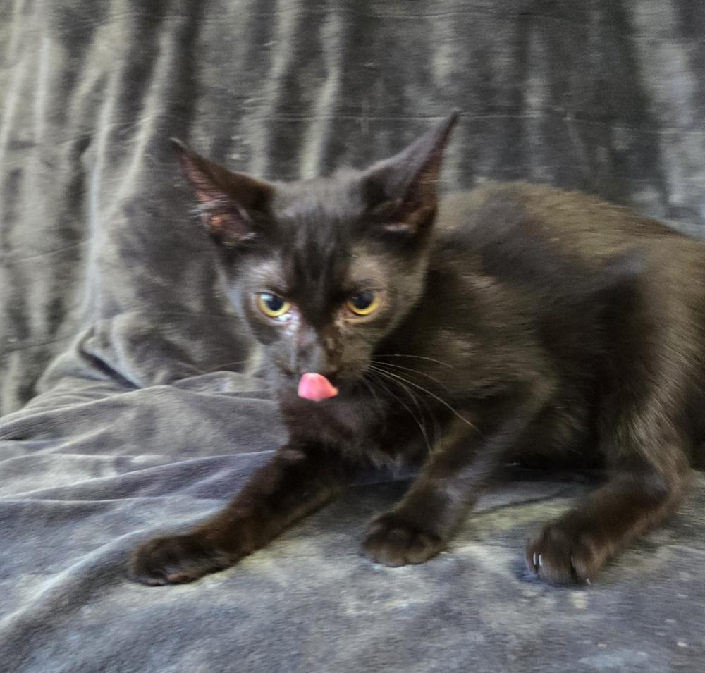 Steve, Adoptable, Young Male Domestic Short Hair.