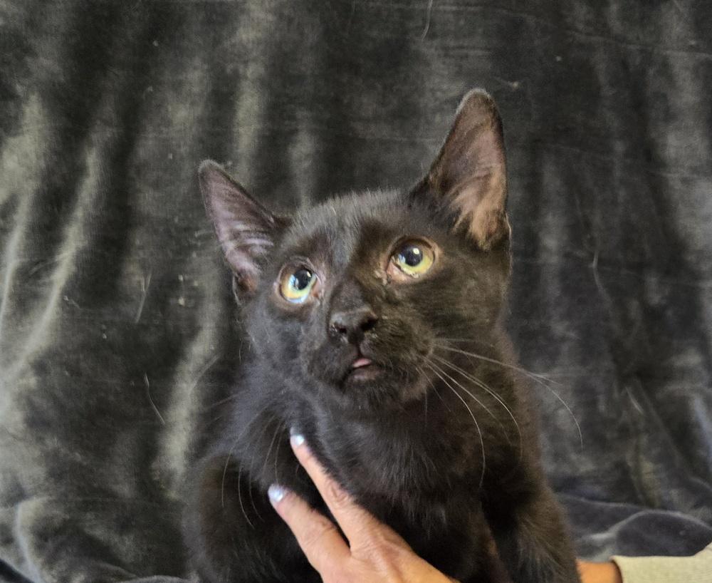 Steve, a Adoptable Domestic Short Hair in Wheaton, IL image 2/3