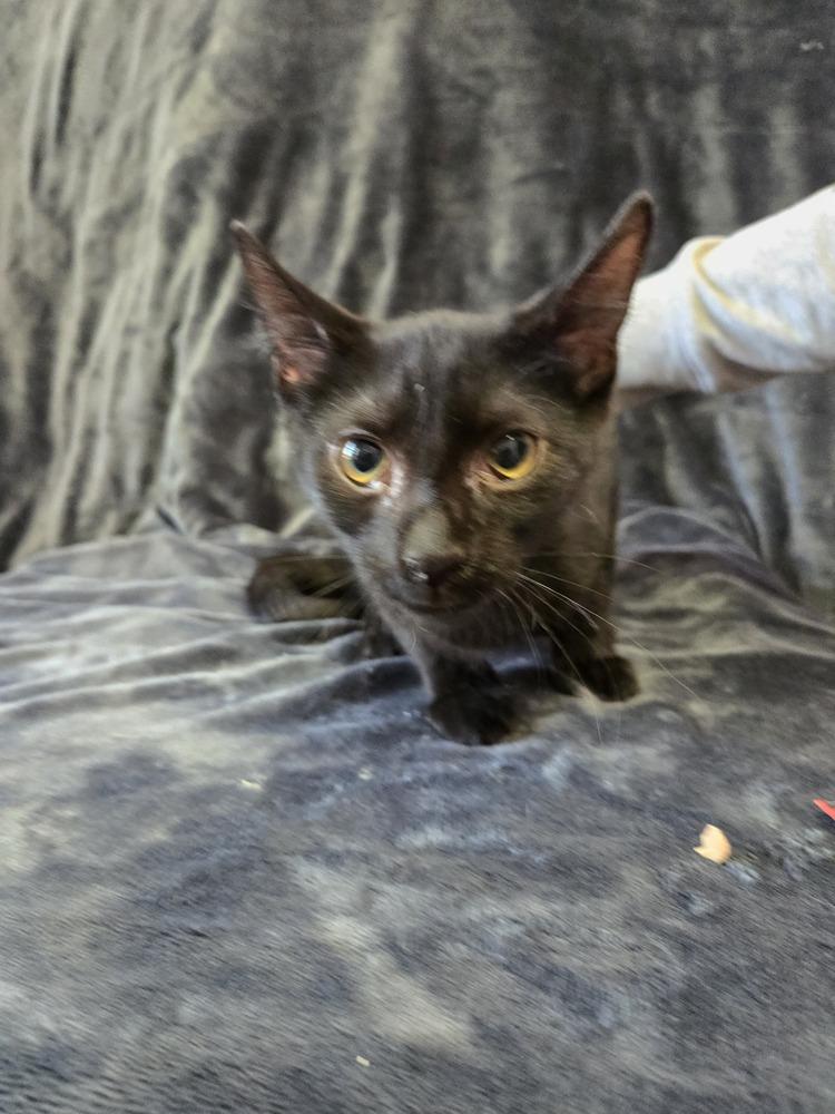 Steve, a Adoptable Domestic Short Hair in Wheaton, IL image 3/3