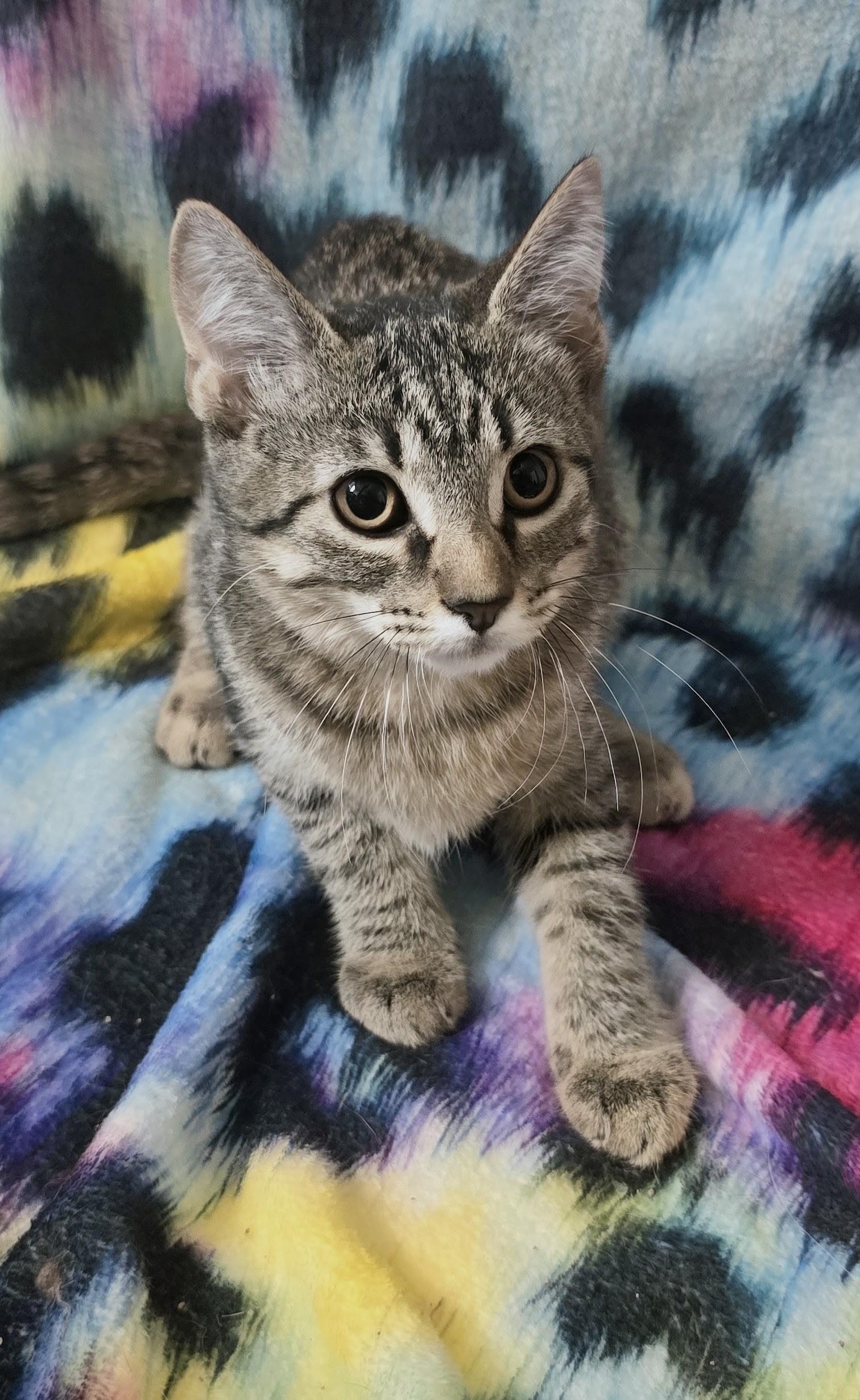 NORAH, a ADOPTABLE Domestic Short Hair in Chicago Ridge, IL image 2/3