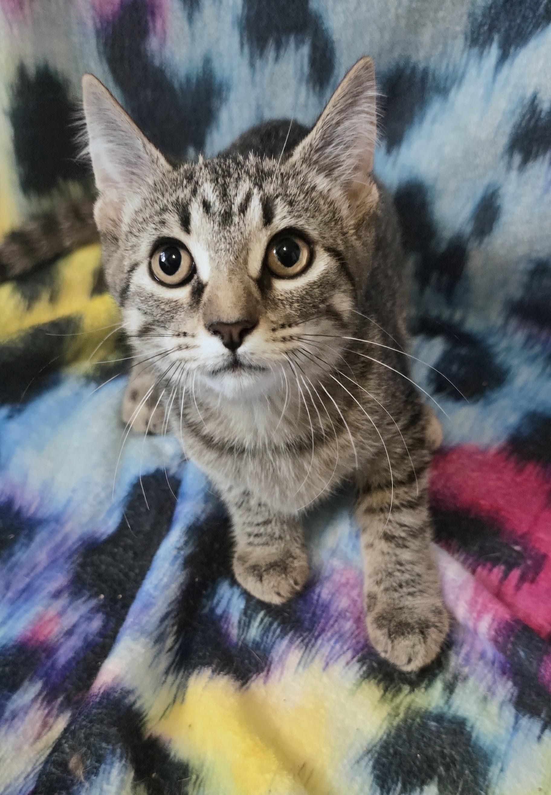 NORAH, a ADOPTABLE Domestic Short Hair in Chicago Ridge, IL image 1/3