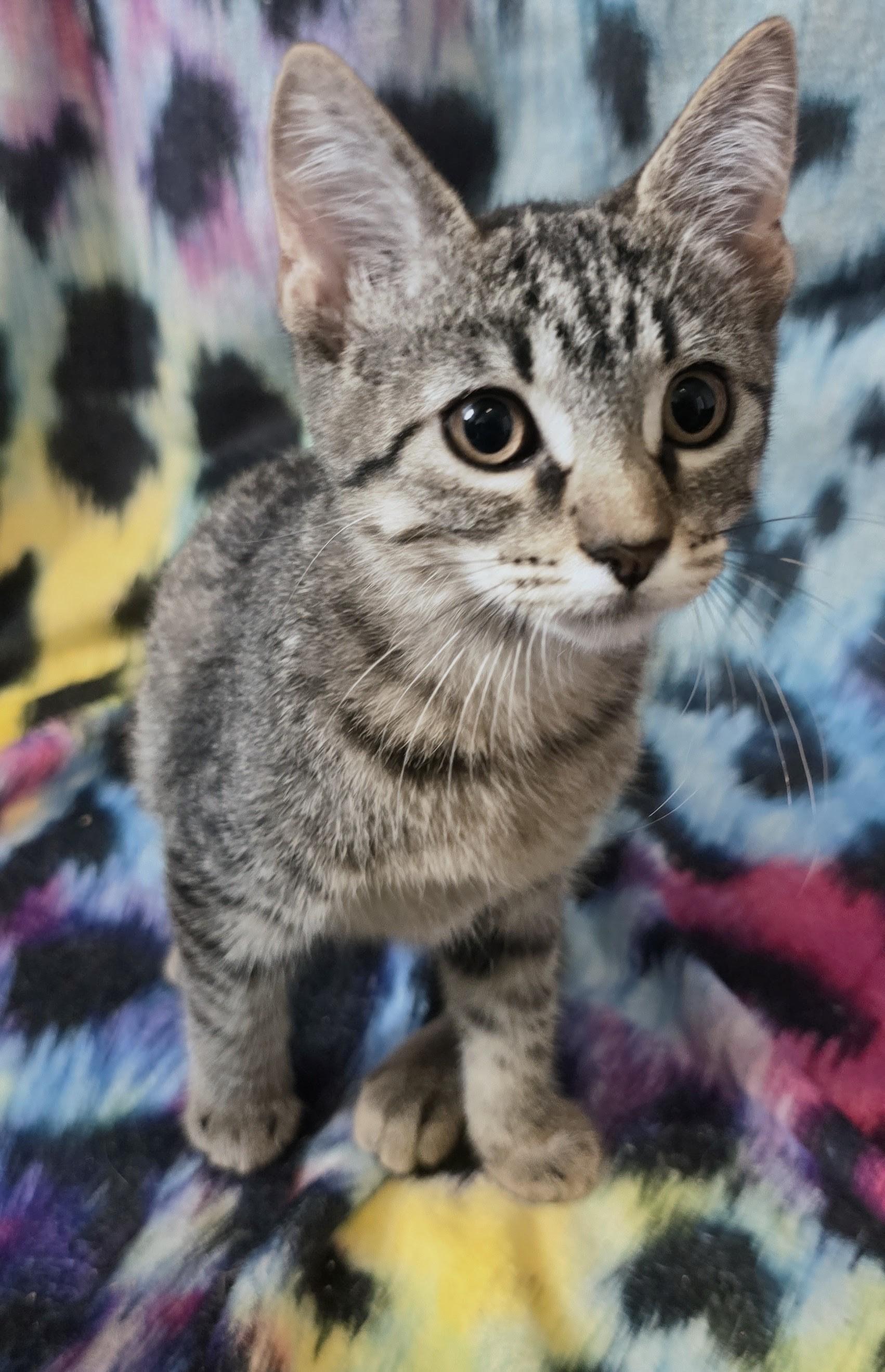 NORAH, a ADOPTABLE Domestic Short Hair in Chicago Ridge, IL image 3/3