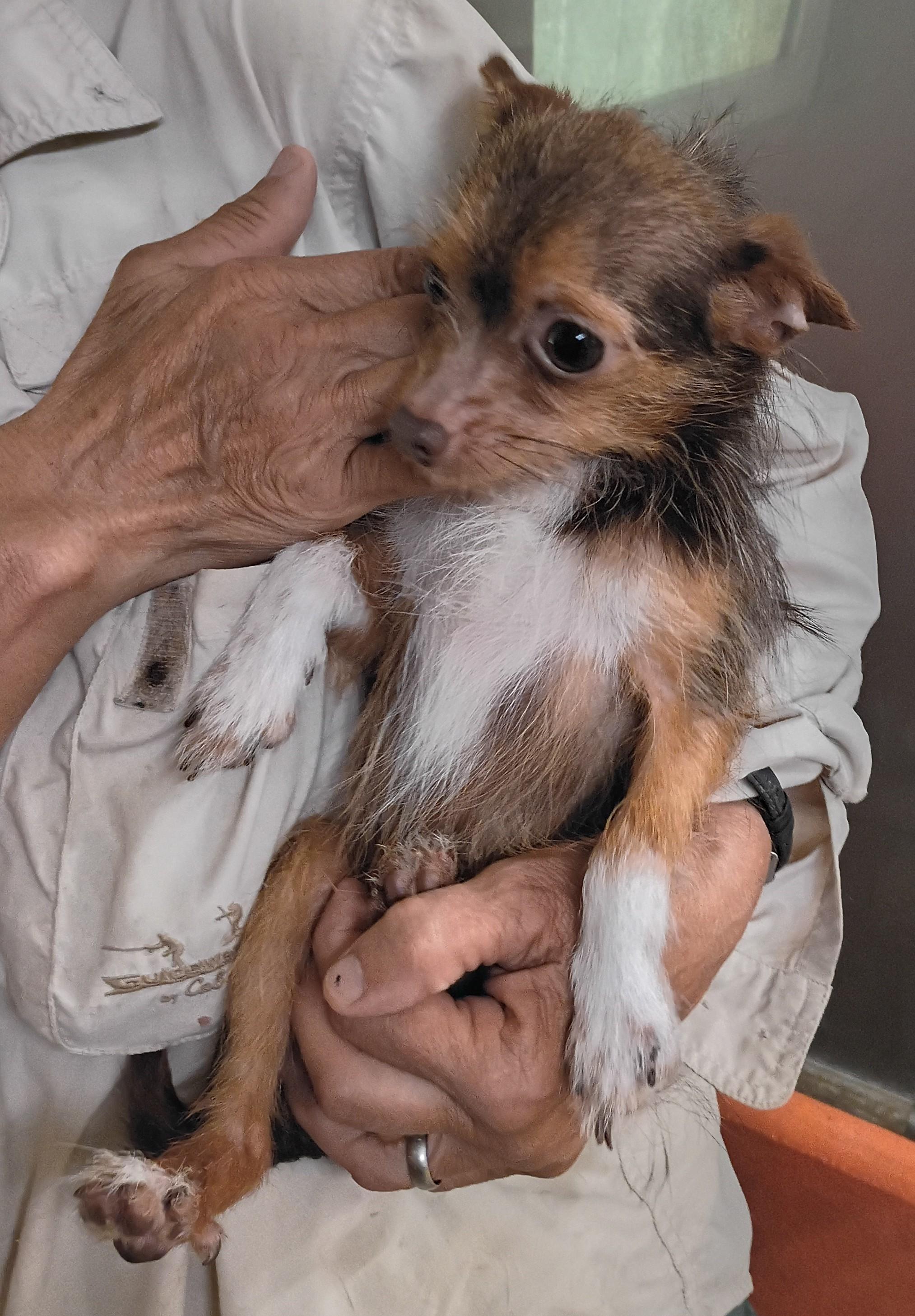 Enlarge Junior, a Adopted mixed breed in Springfield, OH image 3/4