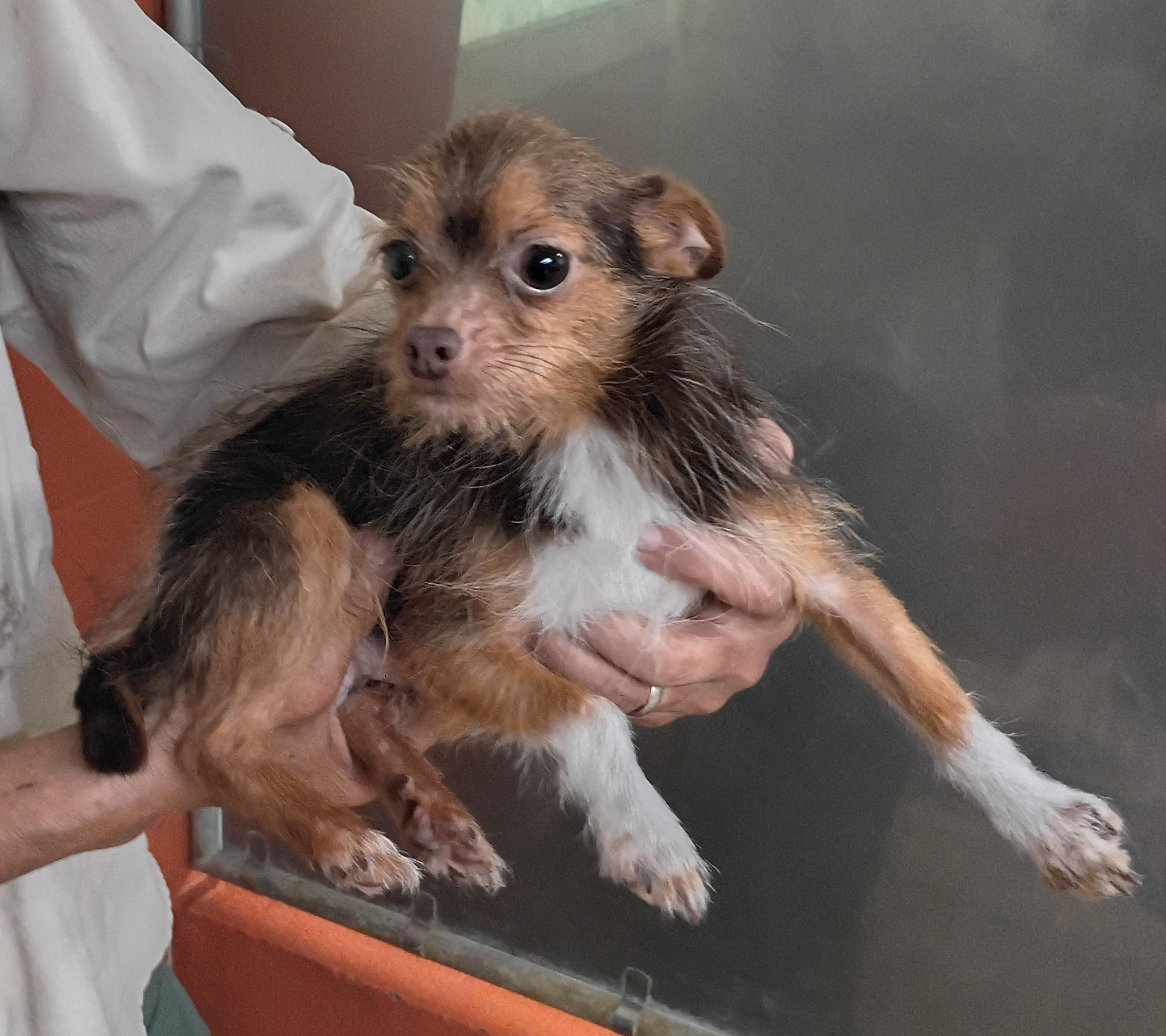 Junior, Adopted, Young Male Chihuahua & Yorkshire Terrier.