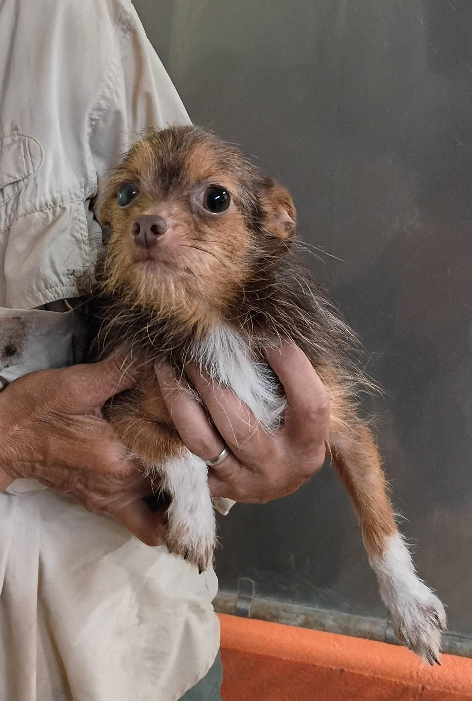 Enlarge Junior, a Adopted mixed breed in Springfield, OH image 4/4