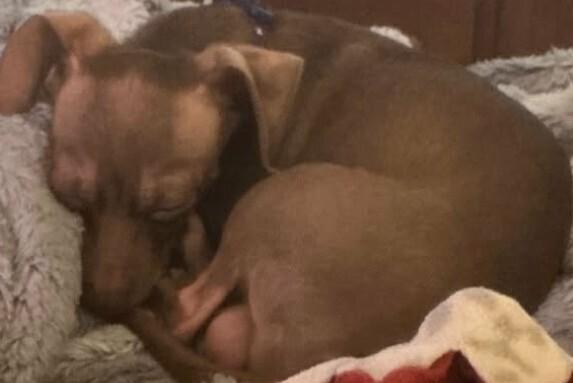 Rocky Chi, Adoptable, Adult Male Chihuahua.