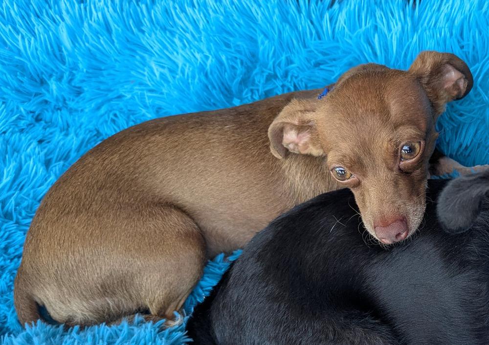 Enlarge Rocky Chi, a Adoptable Chihuahua in Mission Viejo, CA image 2/3