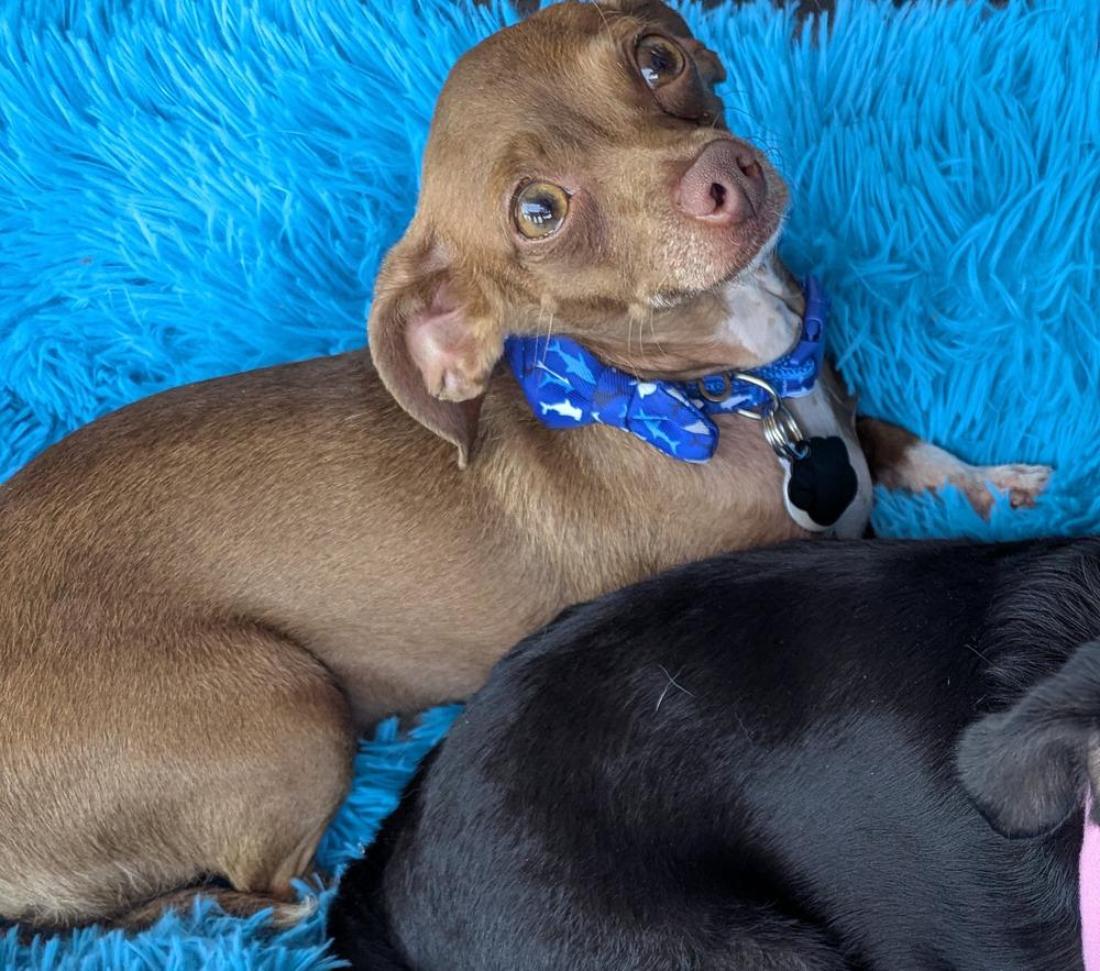 Enlarge Rocky Chi, a Adoptable Chihuahua in Mission Viejo, CA image 3/3