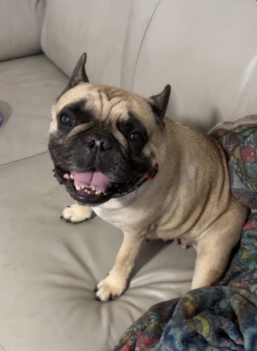 Enlarge Kenzie, a Adoptable French Bulldog in Fort Lauderdale, FL image 1/1