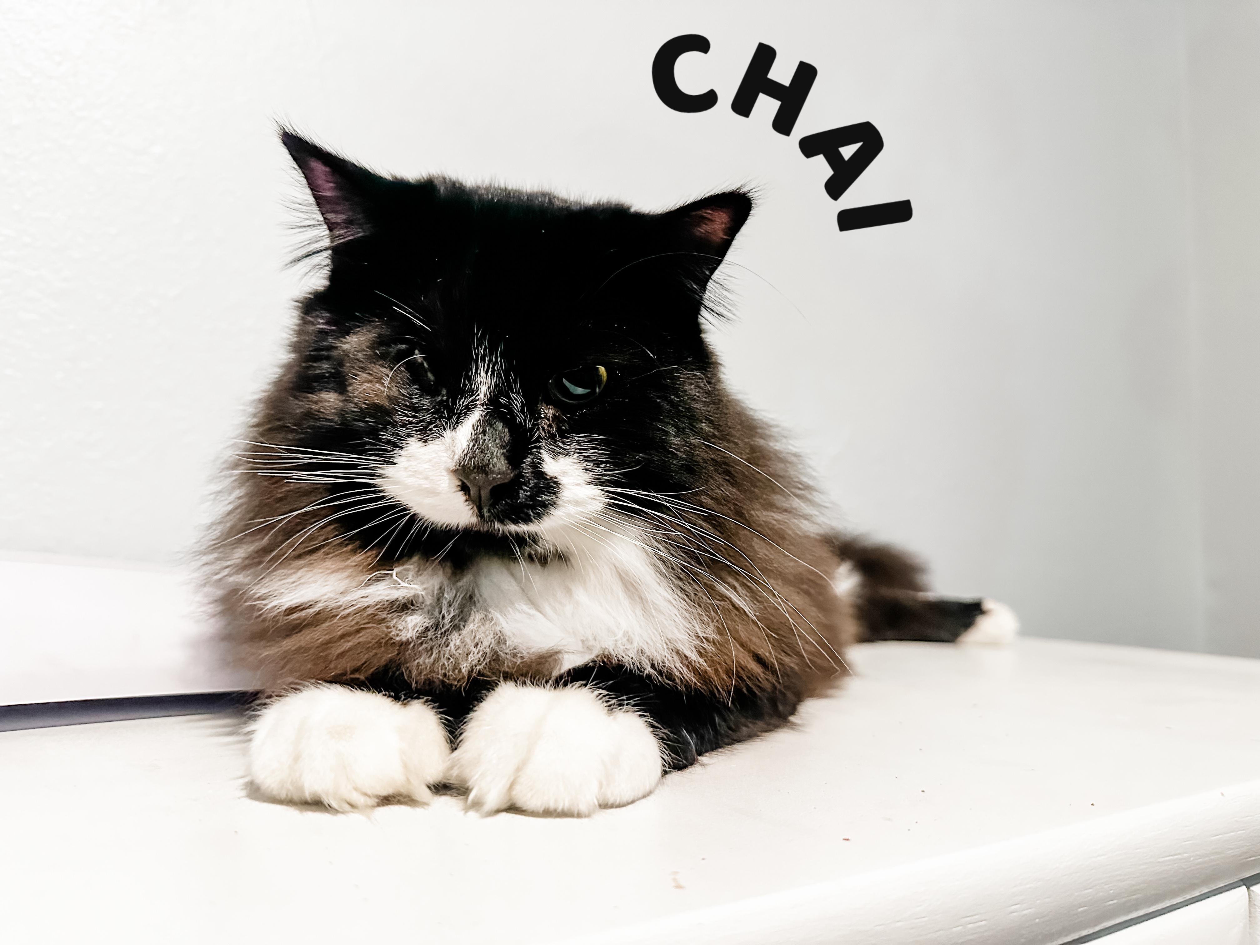 Enlarge Chai, a Adopted Domestic Long Hair in Sartell, MN image 1/3