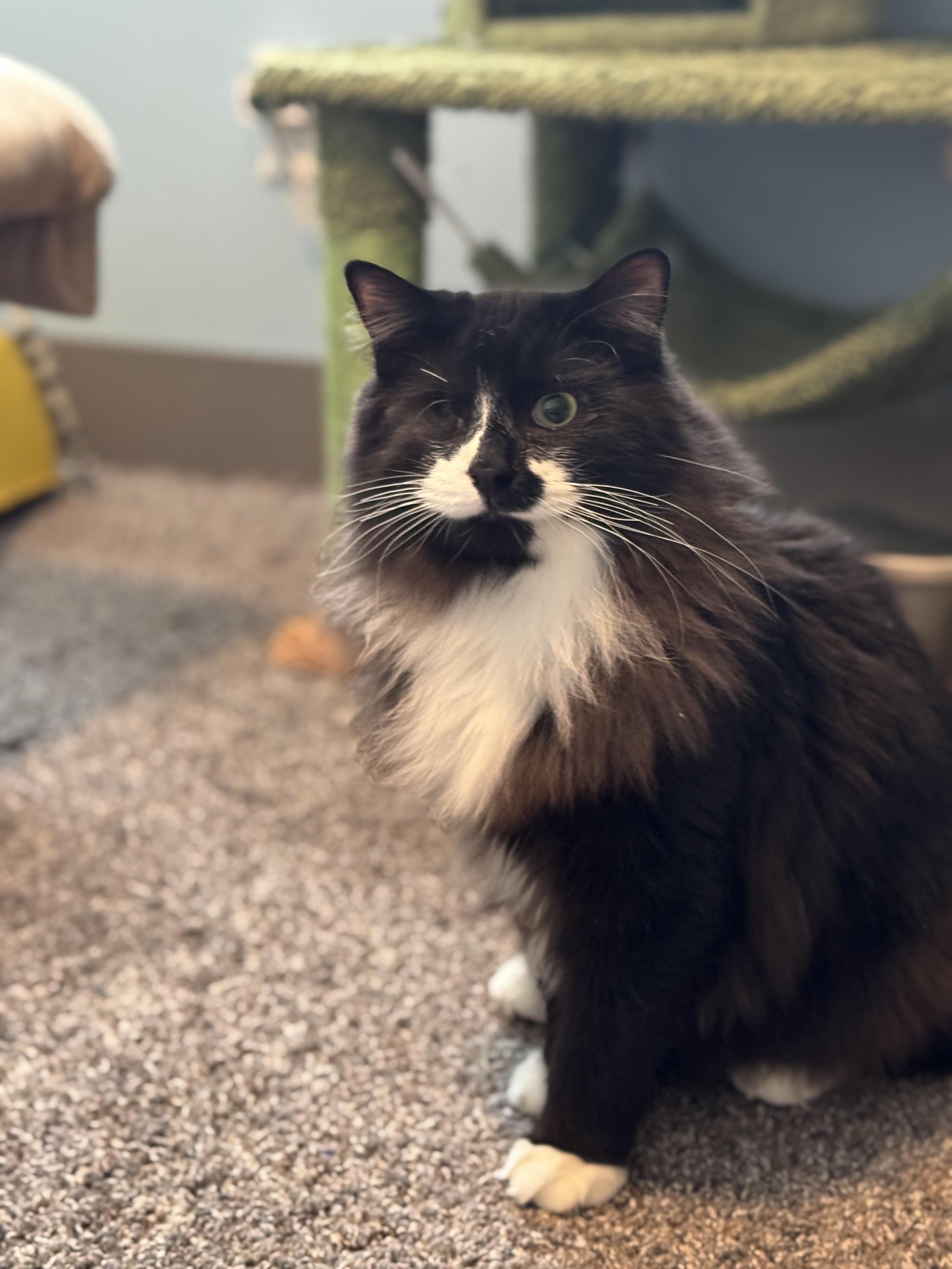 Enlarge Chai, a Adopted Domestic Long Hair in Sartell, MN image 2/3