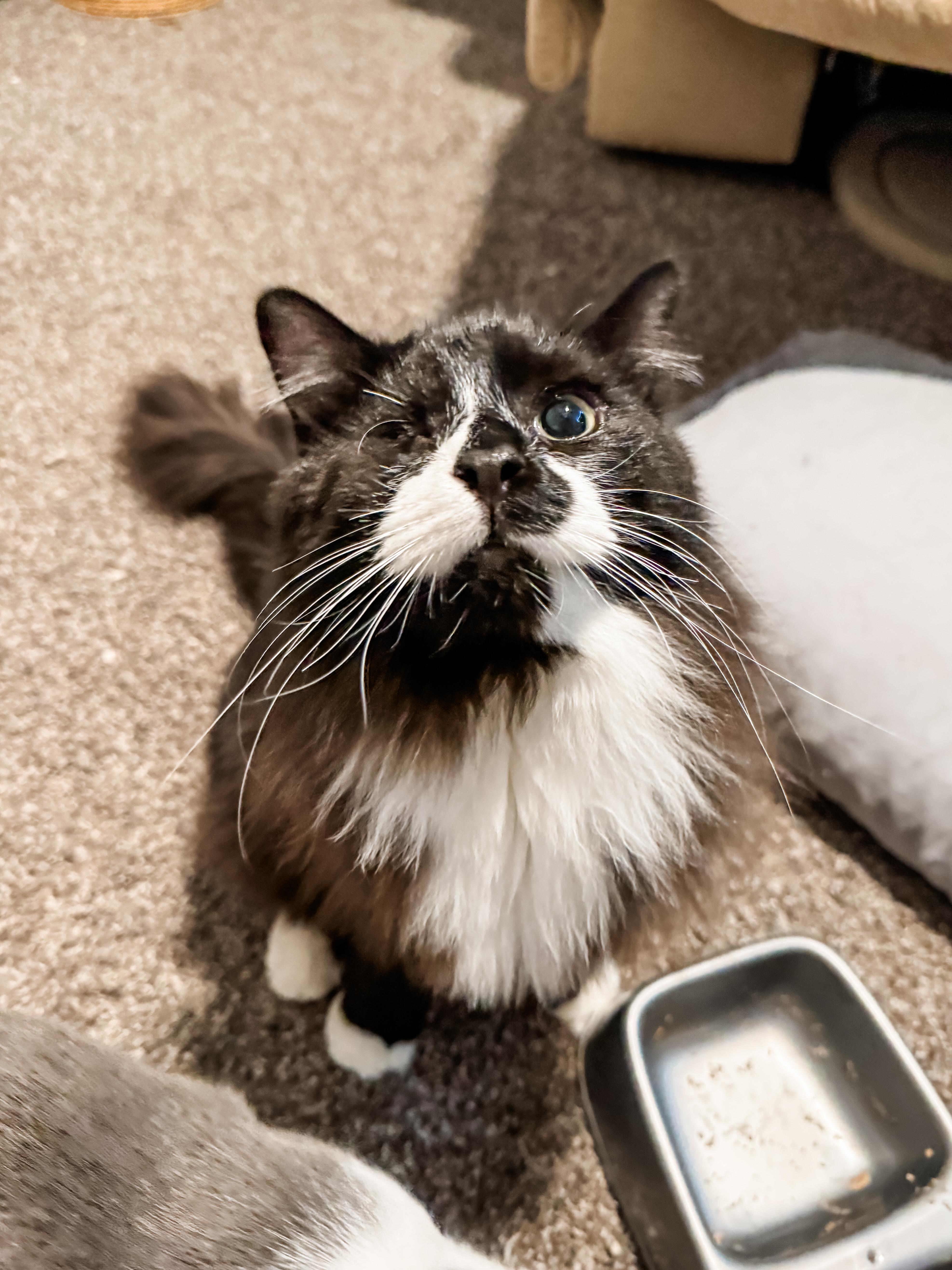 Enlarge Chai, a Adopted Domestic Long Hair in Sartell, MN image 3/3