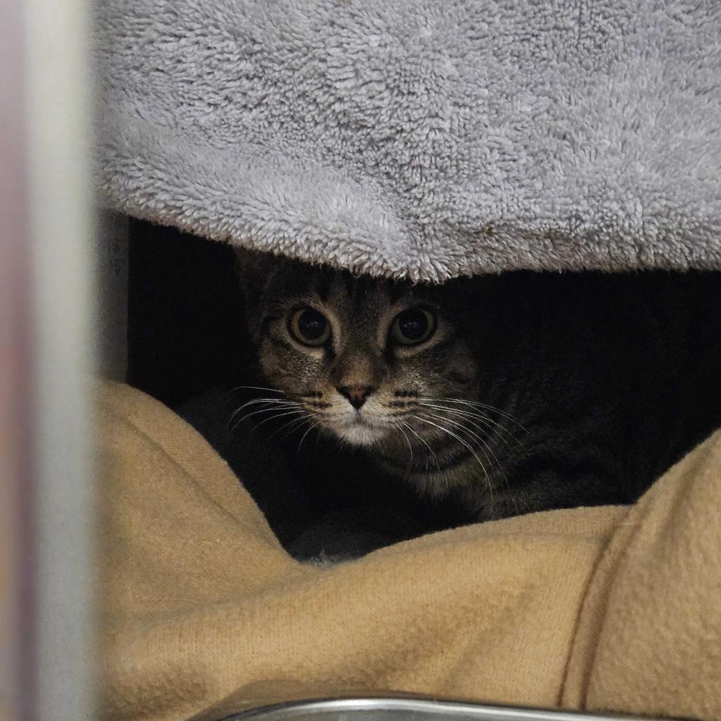 Enlarge Anna *working cat*, a Adoptable Domestic Short Hair in Dover, NH image 1/2