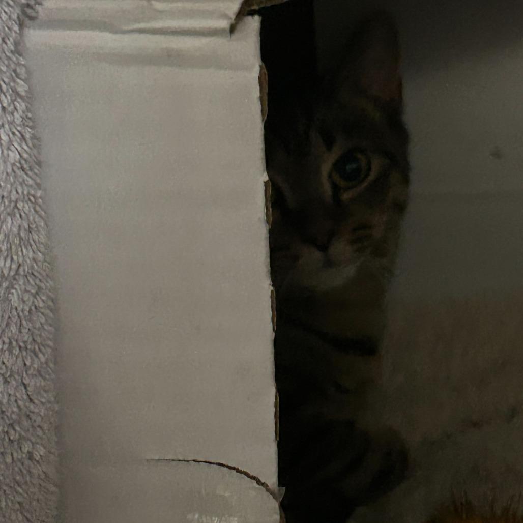 Enlarge Anna *working cat*, a Adoptable Domestic Short Hair in Dover, NH image 2/2