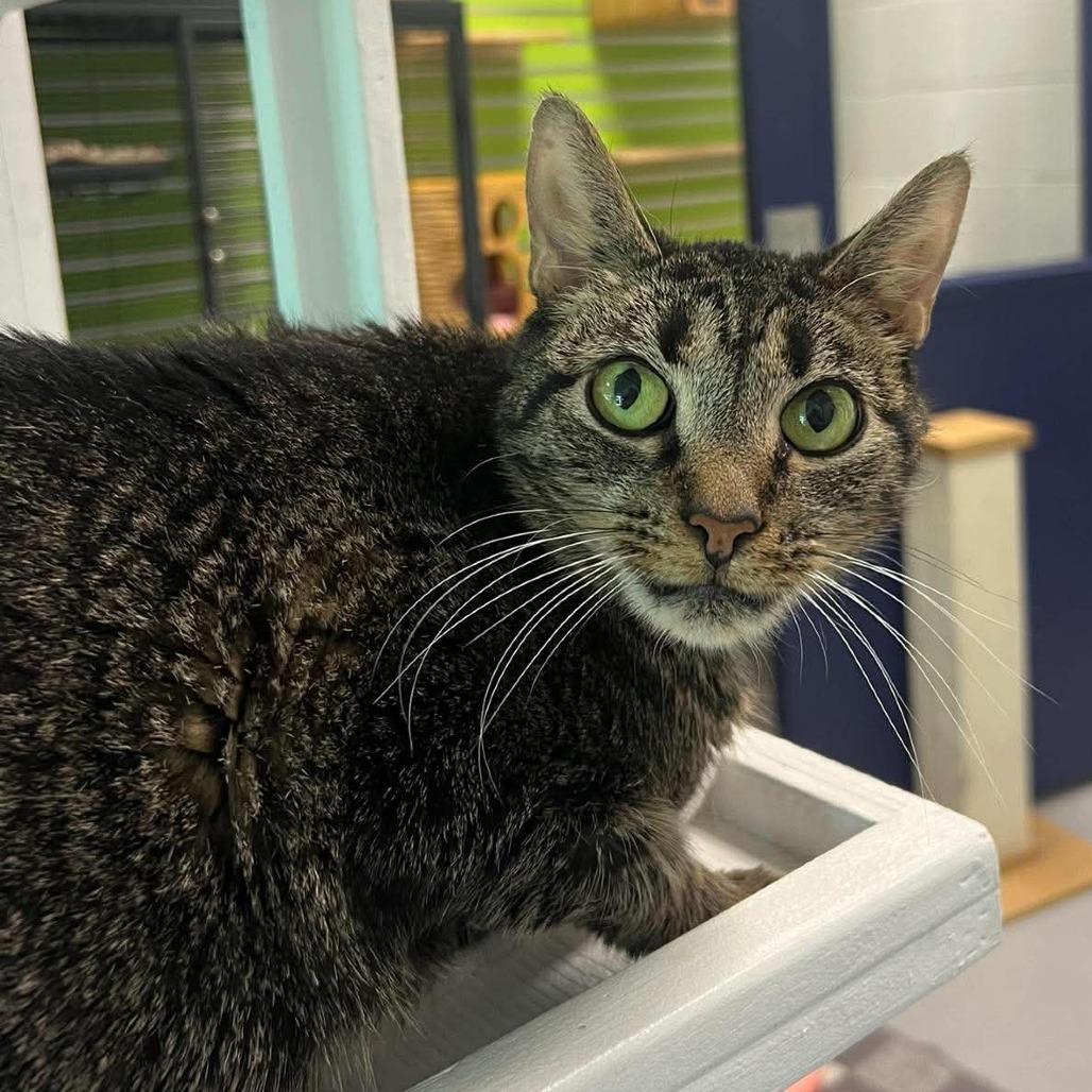 Margaret, Adoptable, Adult Female Domestic Short Hair.