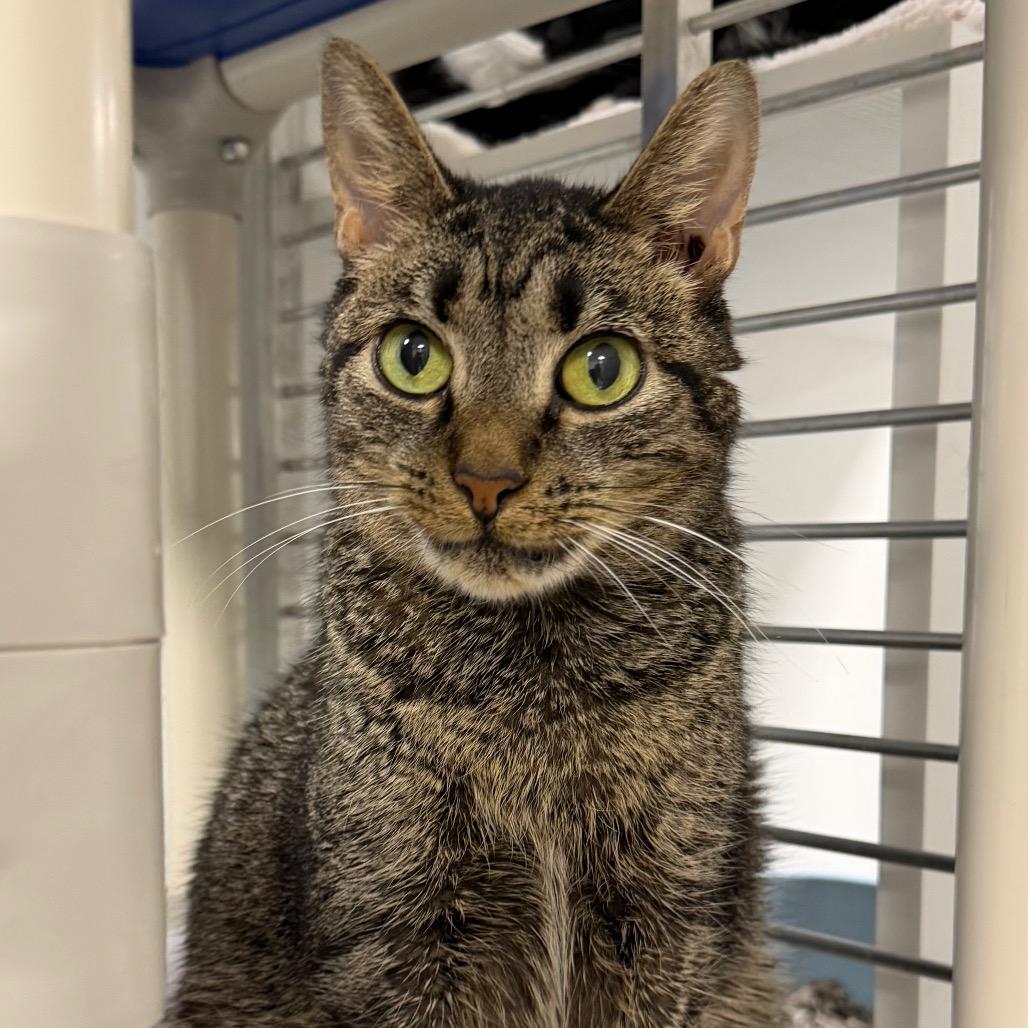 Margaret, a Adoptable Domestic Short Hair in Hampton Bays, NY image 1/5