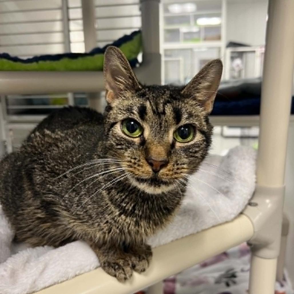 Margaret, Adoptable, Adult Female Domestic Short Hair.