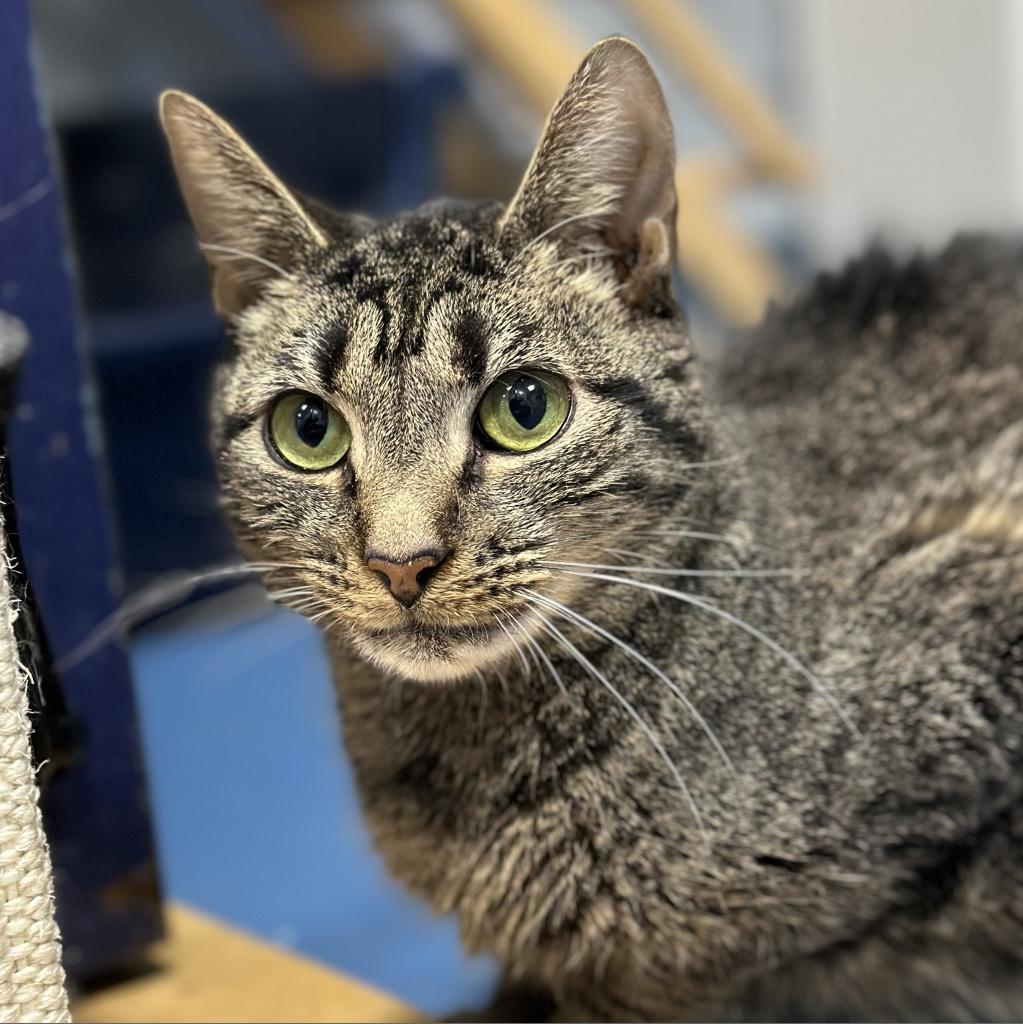 Enlarge Margaret, a Adoptable Domestic Short Hair in Hampton Bays, NY image 5/6