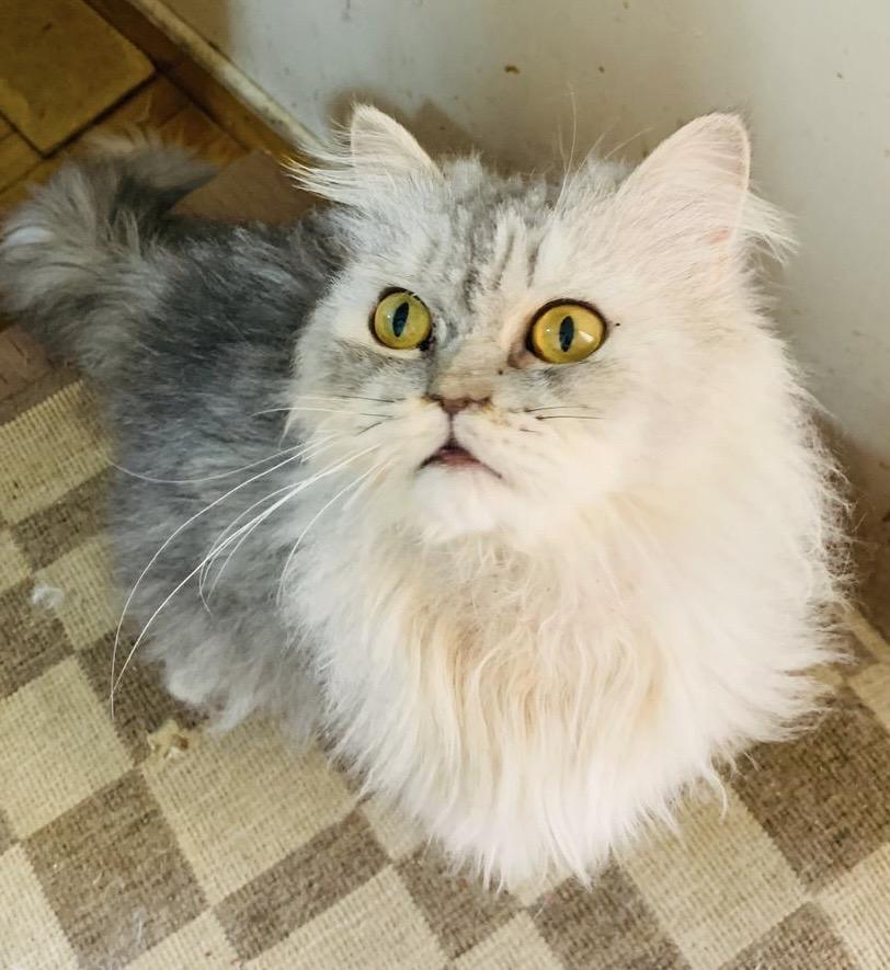 Luckee MM, an adoptable Himalayan, Siberian in Brampton, ON, L6P 2E9 | Photo Image 1