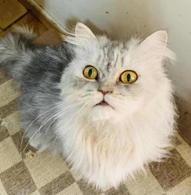 Luckee MM, an adoptable Himalayan, Siberian in Brampton, ON, L6P 2E9 | Photo Image 3