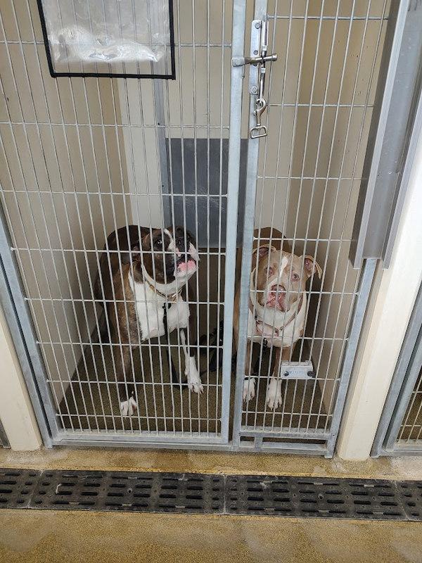 Violet, Adoptable, Adult Female Pit Bull Terrier.