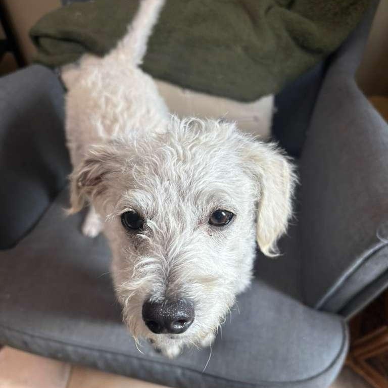 Krypto, Adoptable, Puppy Male Mixed Breed.