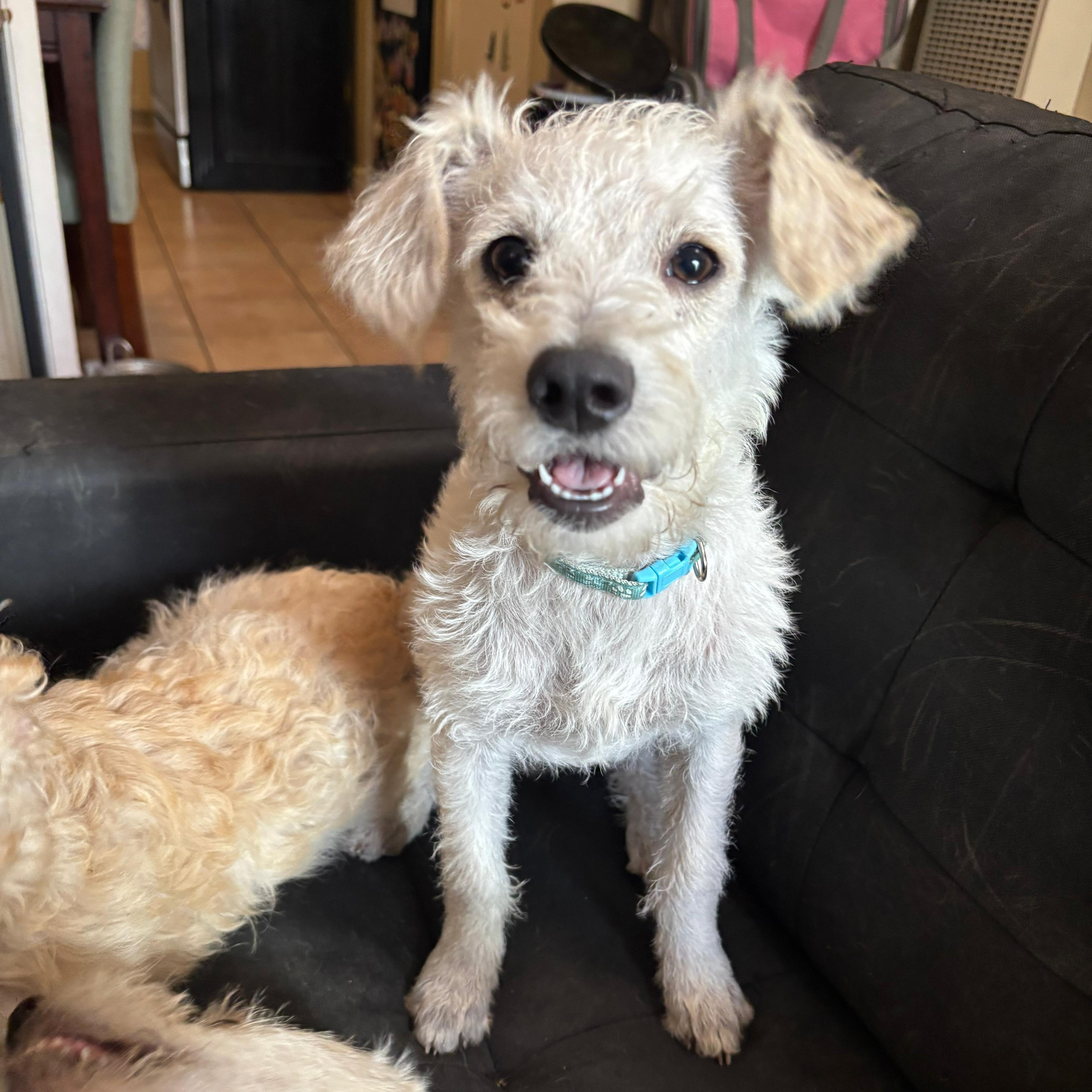 Enlarge Krypto, a Adoptable Mixed Breed in Costa Mesa, CA image 1/4