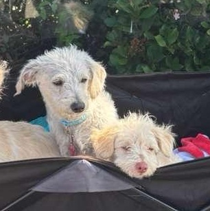 Enlarge Krypto, a Adoptable Mixed Breed in San Diego, CA image 2/2