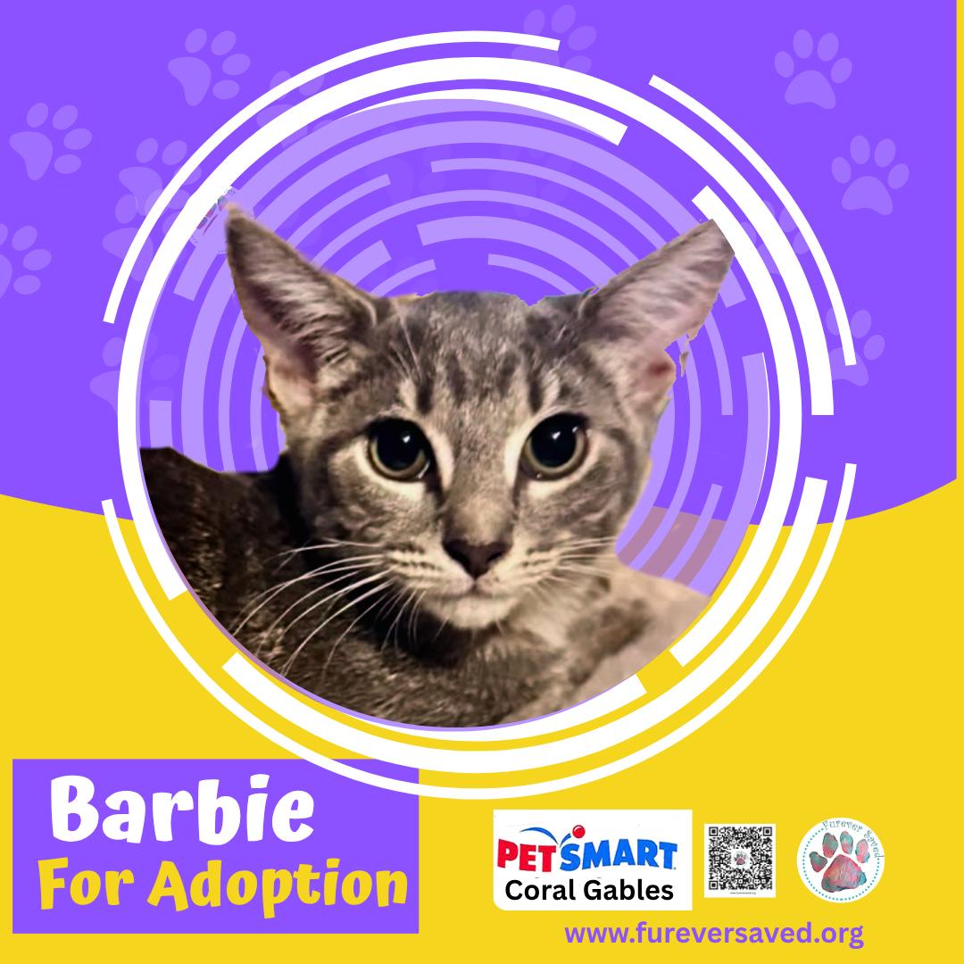 Barbie, Adoptable, Kitten Female Domestic Short Hair.