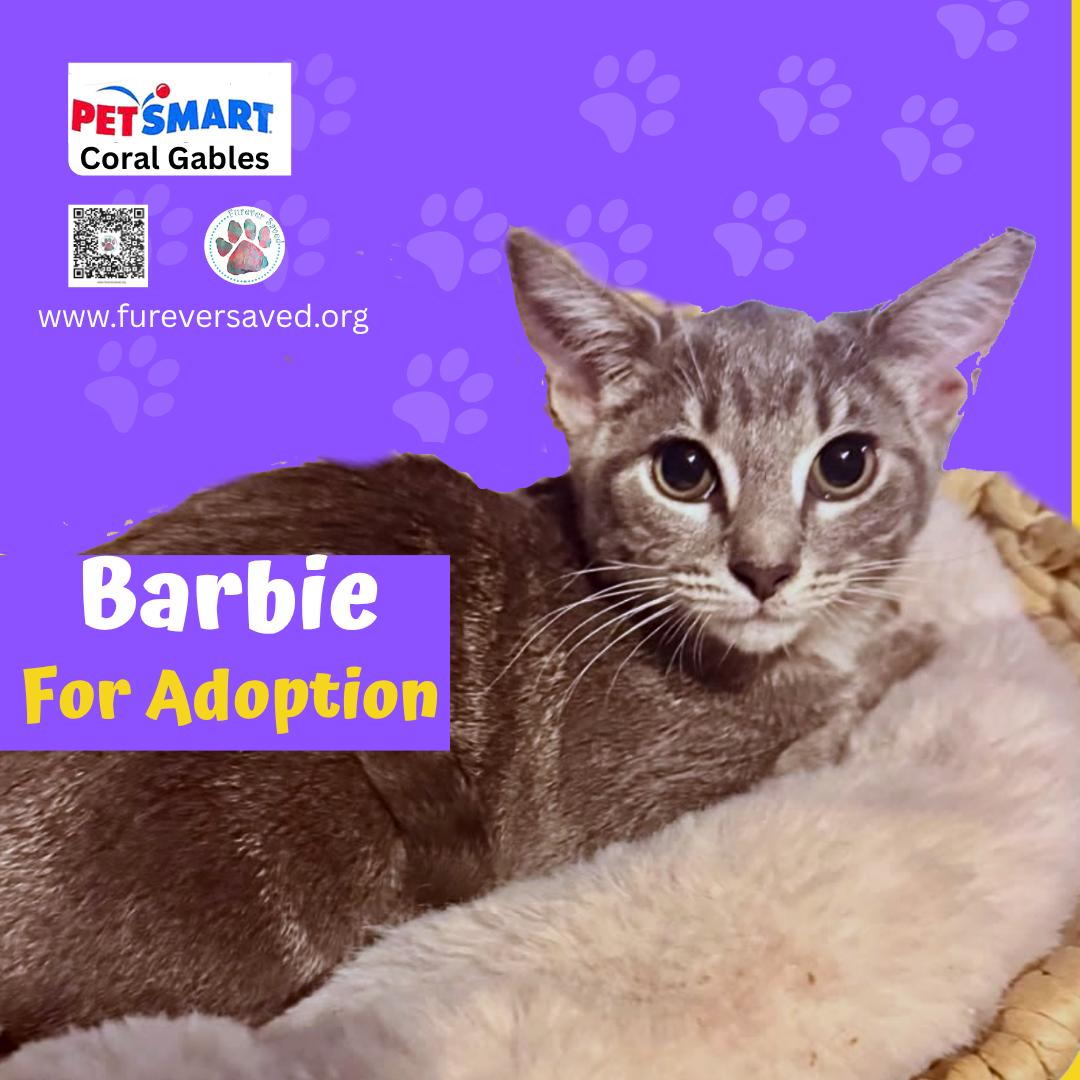 Enlarge Barbie, a Adoptable Domestic Short Hair in Miami, FL image 2/2