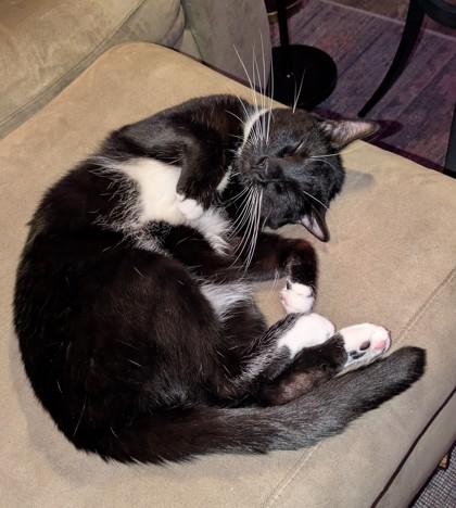 Enlarge Sriracha IN FOSTER, a Adoptable Domestic Short Hair in New Orleans, LA image 1/3