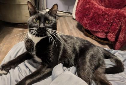 Sriracha IN FOSTER, Adoptable, Kitten Male Domestic Short Hair & Domestic Short Hair.