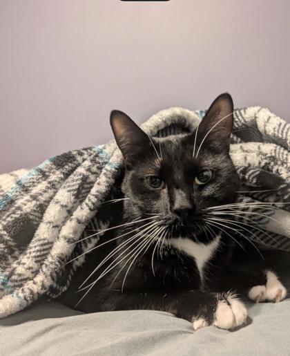 Enlarge Sriracha IN FOSTER, a Adoptable Domestic Short Hair in New Orleans, LA image 3/3