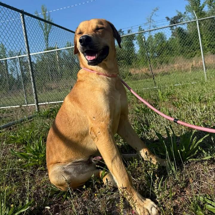 Enlarge Ranger 042503, a Adoptable mixed breed in Amory, MS image 1/6