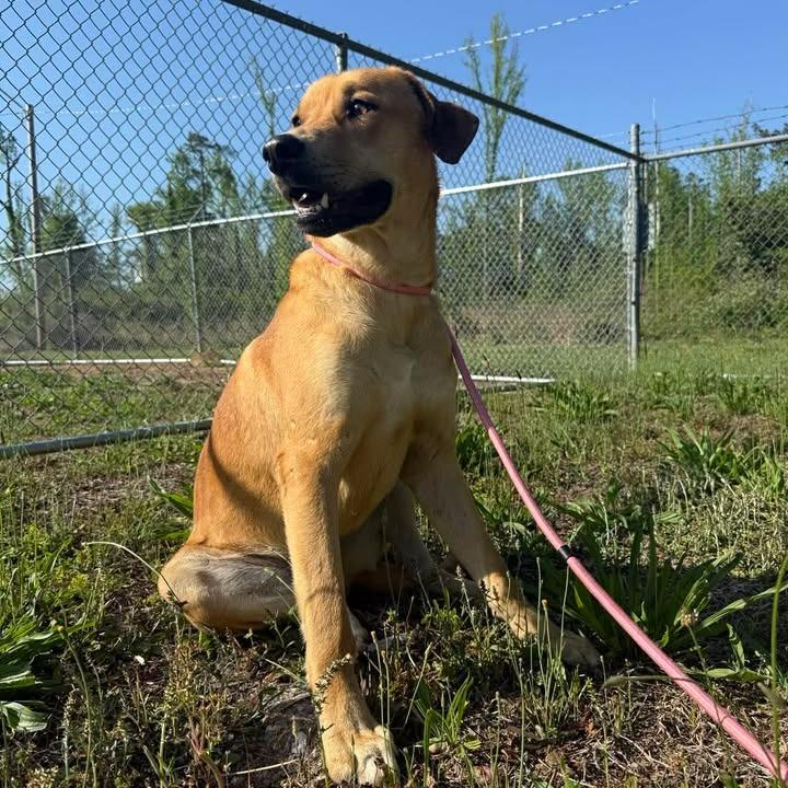 Enlarge Ranger 042503, a Adoptable mixed breed in Amory, MS image 2/6