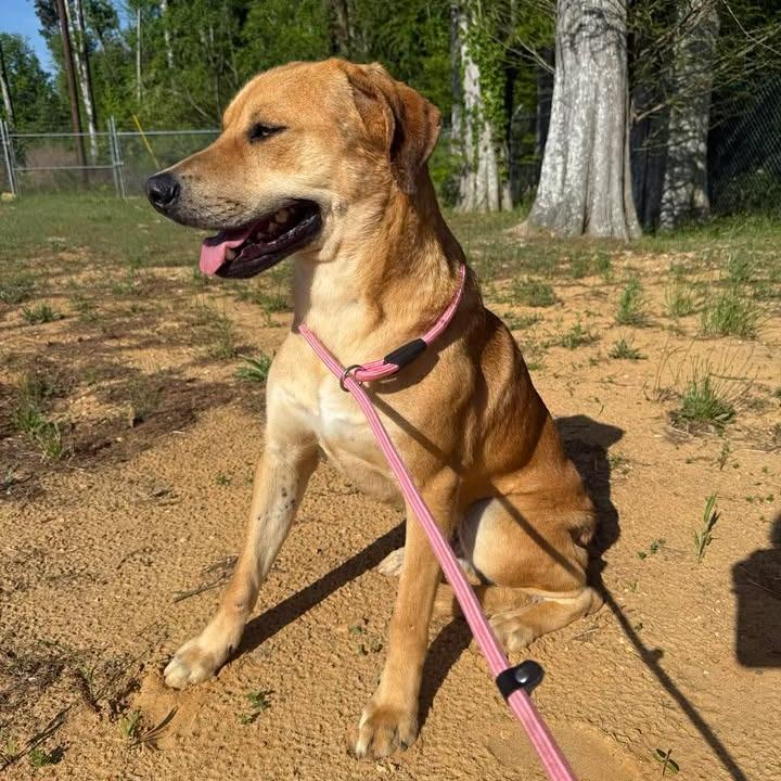Enlarge Ranger 042503, a Adoptable mixed breed in Amory, MS image 3/6