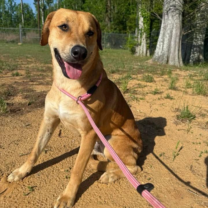 Enlarge Ranger 042503, a Adoptable mixed breed in Amory, MS image 4/6