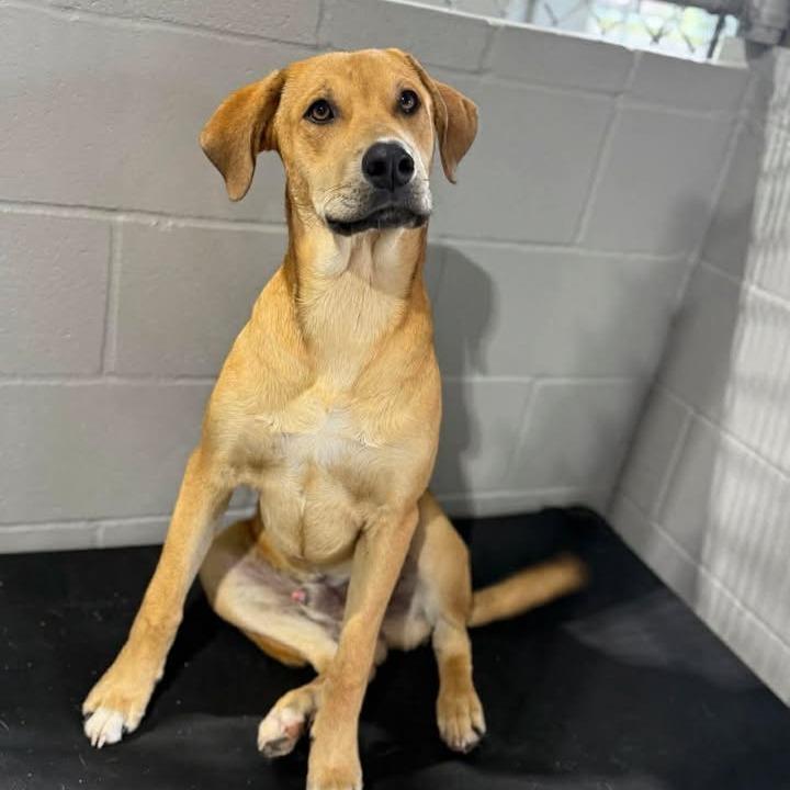 Ranger 042503, Adoptable, Adult Male Black Mouth Cur.